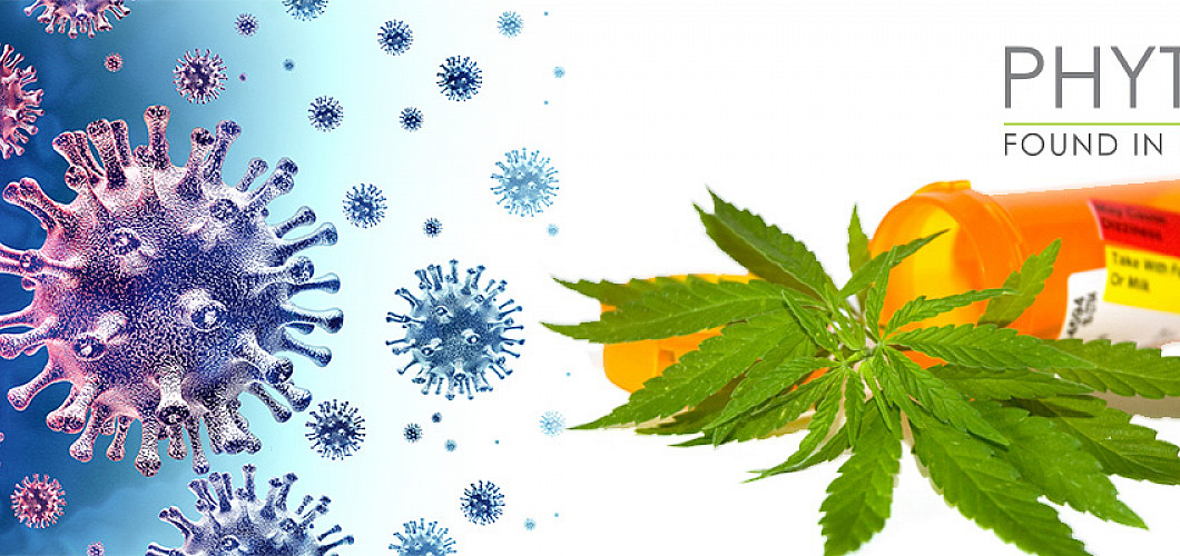CBD oil can help against COVID-19 Coronavirus CBD oil can help against COVID-19 Coronavirus