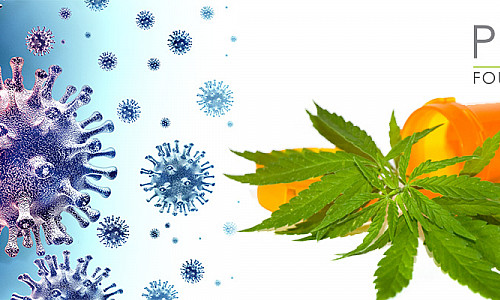 CBD oil can help against COVID-19 Coronavirus