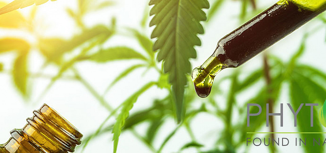 What is the effect of CBD? What is the effect of CBD?