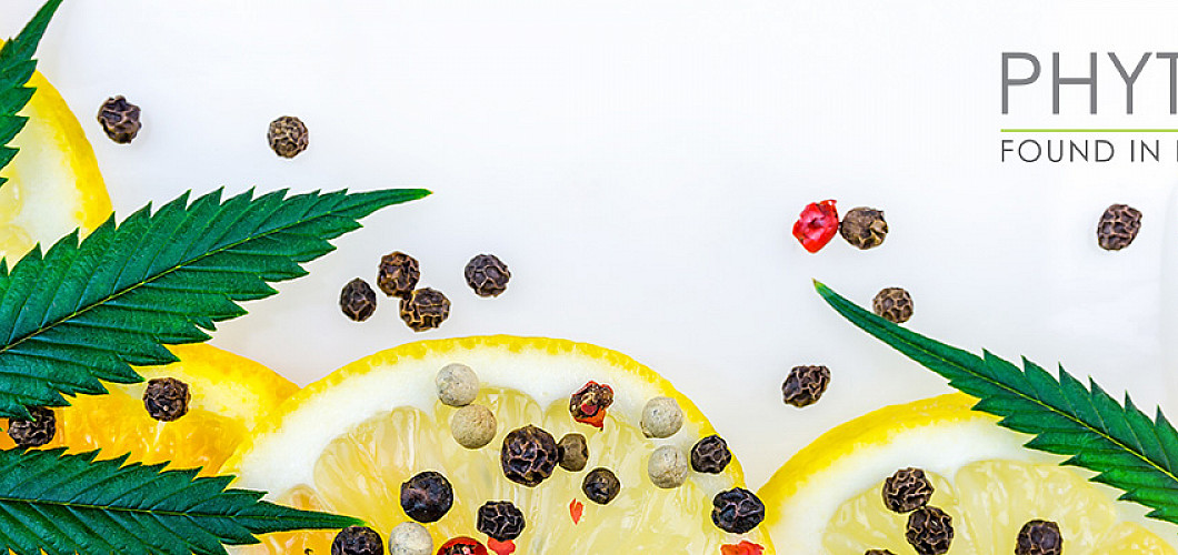 What are terpenes, chlorophyll and flavonoïds? What are terpenes, chlorophyll and flavonoïds?