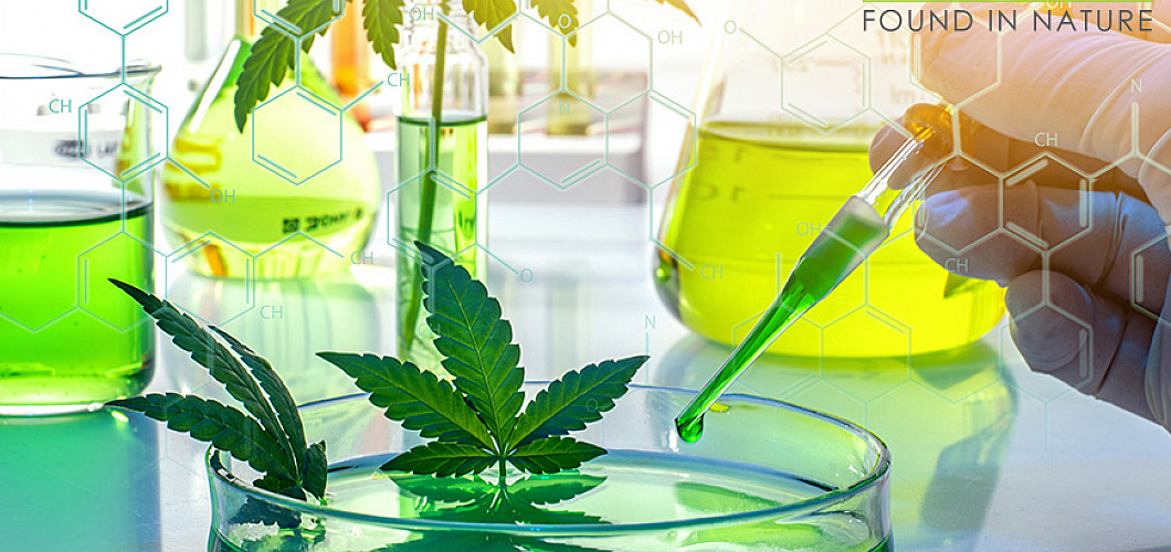 The effect of Cannabinoids The effect of Cannabinoids