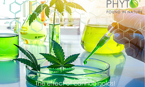 The effect of Cannabinoids